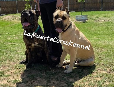 Ruka Muerte Santo Muerte the Original Breeding pair