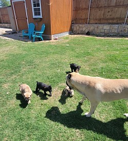 Past litters