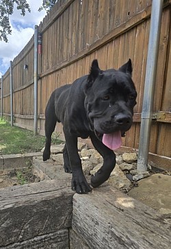El
