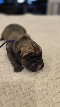 Purple collar male. Born 2/21