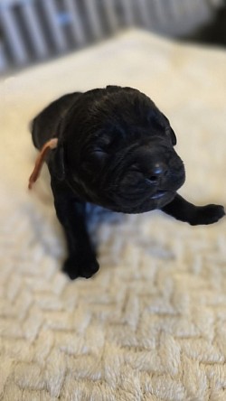 Orange collar male born 2/21