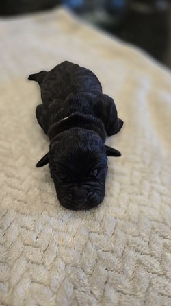 Teal collar male born 2/21