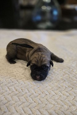 Black collar male born 2/21