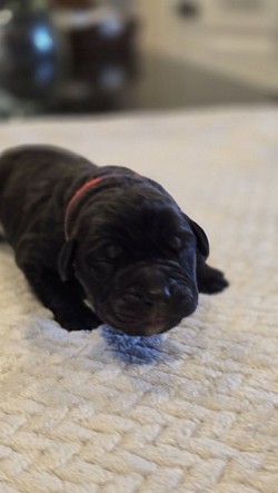 Red collar male. Born 2/21